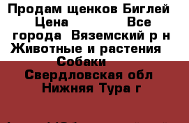 Продам щенков Биглей › Цена ­ 15 000 - Все города, Вяземский р-н Животные и растения » Собаки   . Свердловская обл.,Нижняя Тура г.